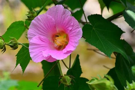 樹芙蓉|木芙蓉（锦葵科木槿属植物）